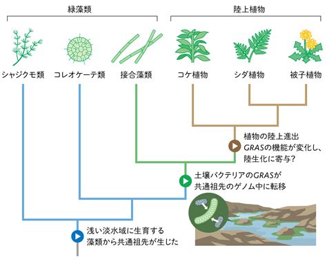 植物化|植物の陸上進出と成長相転換